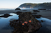 'Tillamook Head, Ecola State Park; Cannon Beach, Oregon, United States of America'