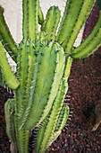 'Close up of a cactus plant; Honolulu, Oahu, Hawaii, United States of America'