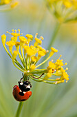 'Ladybug on dill blossom; Astoria, Oregon, United States of America'