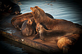 'California Sea lions (Zalophus californianus) haul out in the harbour; Astoria, Oregon, United States of America'