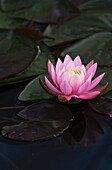 'A water lily blooms in a pond; Astoria, Oregon, United States of America'