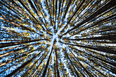 'Looking up at the tree tops of the pine trees in the forests of Algonquin Park; Ontario, Canada'