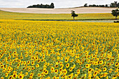 'Sunflowers in a field in the countryside near Carcassonne; Languedoc-Rousillion, France'