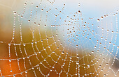 'A spiders' web is covered in dew drops shining in the morning sun; British Columbia, Canada'