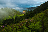 'Mist veils Cape Falcon at Oswald West State Park; Manzanita, Oregon, United States of America'