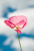 'A pink poppy reaches for the clouds; Astoria, Oregon, United States of America'