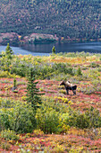'View of a cow moose (Alces alces) near Wonder Lake in colourful fall foliage, Denali National Park; Alaska, United States of America'