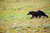 Grizzly bear on the tundra, Denali National Park, Southcentral, Alaska, Fall