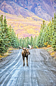 'A bull moose stands in the middle of Denali Park Road, in Denali National Park and Preserve, with the mountains in the background in autumn; Alaska, United States of America'