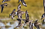 'Hudsonian Godwit (Limosa haemastica) in flight; Manitoba, Canada'