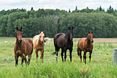 'Four horses standing in a row at a fence along the edge of a pasture, Riding Mountain National Park; Manitoba, Canada '