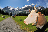 Walker and cow at the way to Oeschinen See, Bernese Alps, Switzerland