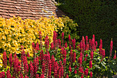 Rotbühende Lupinen im Topiary Lawn, Great Dixter Gardens, East Sussex, Großbritannien