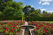 Rose garden, Bateman's, home of the writer Rudyard Kipling, East Sussex, Great Britain