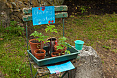 Stillleben mit zum Kauf angebotenen Tomatenpflanzen, Rodmell, East Sussex, Großbritannien