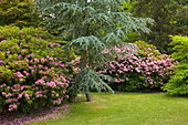 Rhododendron in Sheffield Park Garden, East Sussex, Great Britain