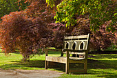Bench under japanese maple, Sheffield Park Garden, East Sussex, Great Britain