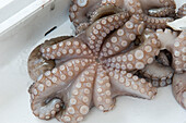 Octopus for sale at Pescaria fish and vegetable market, Venice, Veneto, Italy