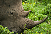 Rhinoceros eating, game reserve near Durban, KwaZulu-Natal, South Africa
