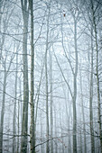 blattlose Bäume im Wald umhüllt mit Nebel, nahe Schelklingen bei Blaubeuren, Schmiechtal, Biosphärengebiet Schwäbische Alb, Baden-Württemberg, Deutschland