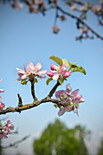 Detail of apple blossom in a mixed fruit orchard, Lorch near Schwaebisch Gmuend, Swabian Alp, Baden-Wuerttemberg, Germany