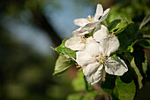 Detail of apple blossom in a mixed fruit orchard, Lorch near Schwaebisch Gmuend, Swabian Alp, Baden-Wuerttemberg, Germany