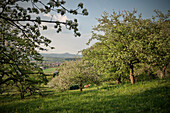 View of Hohenstaufen hill from a mixed fruit orchard, Goeppingen, Baden-Wuerttemberg, Germany