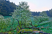 Naturpark Solling-Vogler, Dassel, Niedersachsen, Deutschland