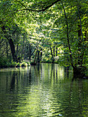 Fließ im Spreewald, UNESCO Biosphärenreservat, Lehde, Lübbenau, Brandenburg, Deutschland