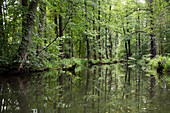 Fließ im Spreewald, UNESCO Biosphärenreservat, Lübbenau, Brandenburg, Deutschland