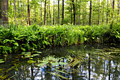 Fließ im Spreewald, UNESCO Biosphärenreservat, Lübbenau, Brandenburg, Deutschland