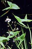 Spitzes Pfeilkraut, Sagittaria sagittifolia, Spreewald, UNESCO Biosphärenreservat, Brandenburg, Deutschland