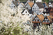 Timber frame houses and trees in blossom, Schiltach, Black Forest, Baden-Wuerttemberg, Germany