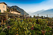 Menaggio at Lake Como, Lago di Como, Province of Como, Lombardy, Italy
