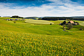 traditional farm house and flower meadow, Guetenbach, near Furtwangen, Black Forest, Baden-Wuerttemberg, Germany