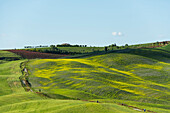 Hügellandschaft, bei San Quirico d'Orcia, Val d'Orcia, Provinz Siena, Toskana, Italien, UNESCO Welterbe