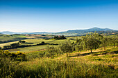 landscape near San Quirico d`Orcia, Val d`Orcia, province of Siena, Tuscany, Italy, UNESCO World Heritage