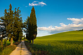 Weg mit Zypressen, bei Pienza, Val d'Orcia, Provinz Siena, Toskana, Italien, UNESCO Welterbe