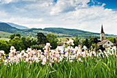 blühende Schwertlilien, Laufen bei Sulzburg, Markgräflerland, Schwarzwald, Baden-Württemberg, Deutschland