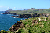 Ram near Dunquin on the west coast of the Dingle peninsula, Kerry, Ireland