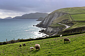 Schafe auf der Wiese am Slea Head, Halbinsel Dingle, Kerry, äußerste Westküste, Irland