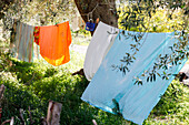 Clotheslines around an olive tree, Noto, Syracuse, Sicily, Italy