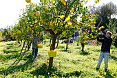 Farmers harvesting lemons, Noto, Syracuse, Sicily, Italy