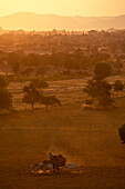 Oxcart in the evening light in the dry season, Bagan, Pagan, Myanmar, Burma, Asia