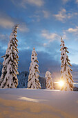 Winter scenery, Passo Monte Croce di Comelico, South Tyrol, Italy