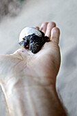 Schildkröte schlüpft auf einer Hand, Praia, Santiago, Kap Verde