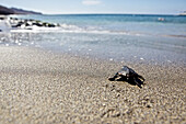 Junge Schildkröte krabbelt über Sandstrand zum Meer, Praia, Santiago, Kap Verde