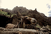 Esel in einem Stall, Praia, Santiago, Kap Verde