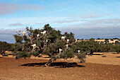 Ziegenherde in einem Arganbaum, Essaouira, Marokko