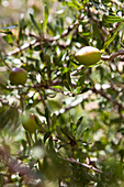 Argan nuts for producing argan oil growing on tree, Essaouira, Morocco